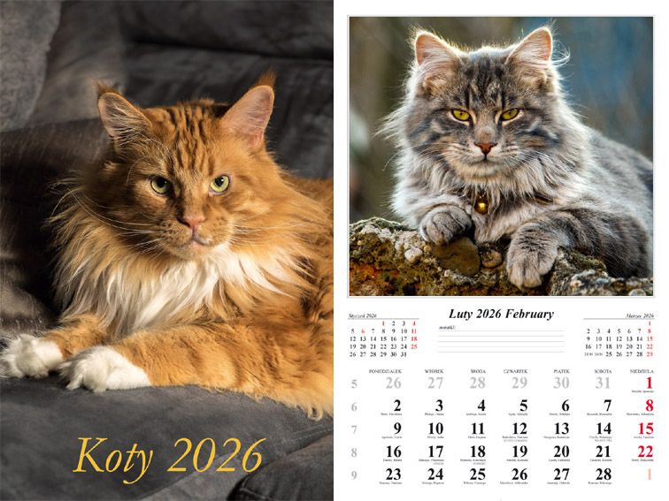 Kalendarz ścienny 2026 Koty - kalendarz