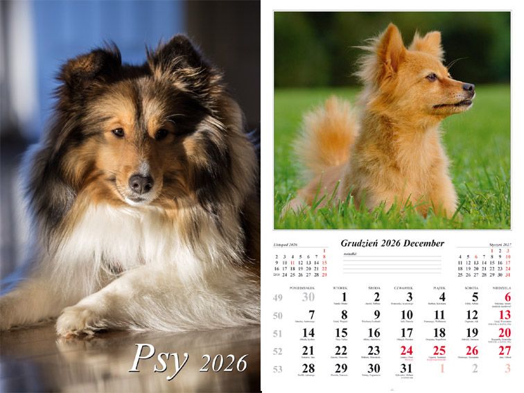 Kalendarz ścienny 2026 Psy - kalendarz
