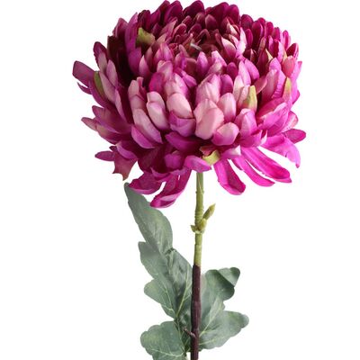 Chryzantema pojedynka 70 x 10 cm A1-0097CH1