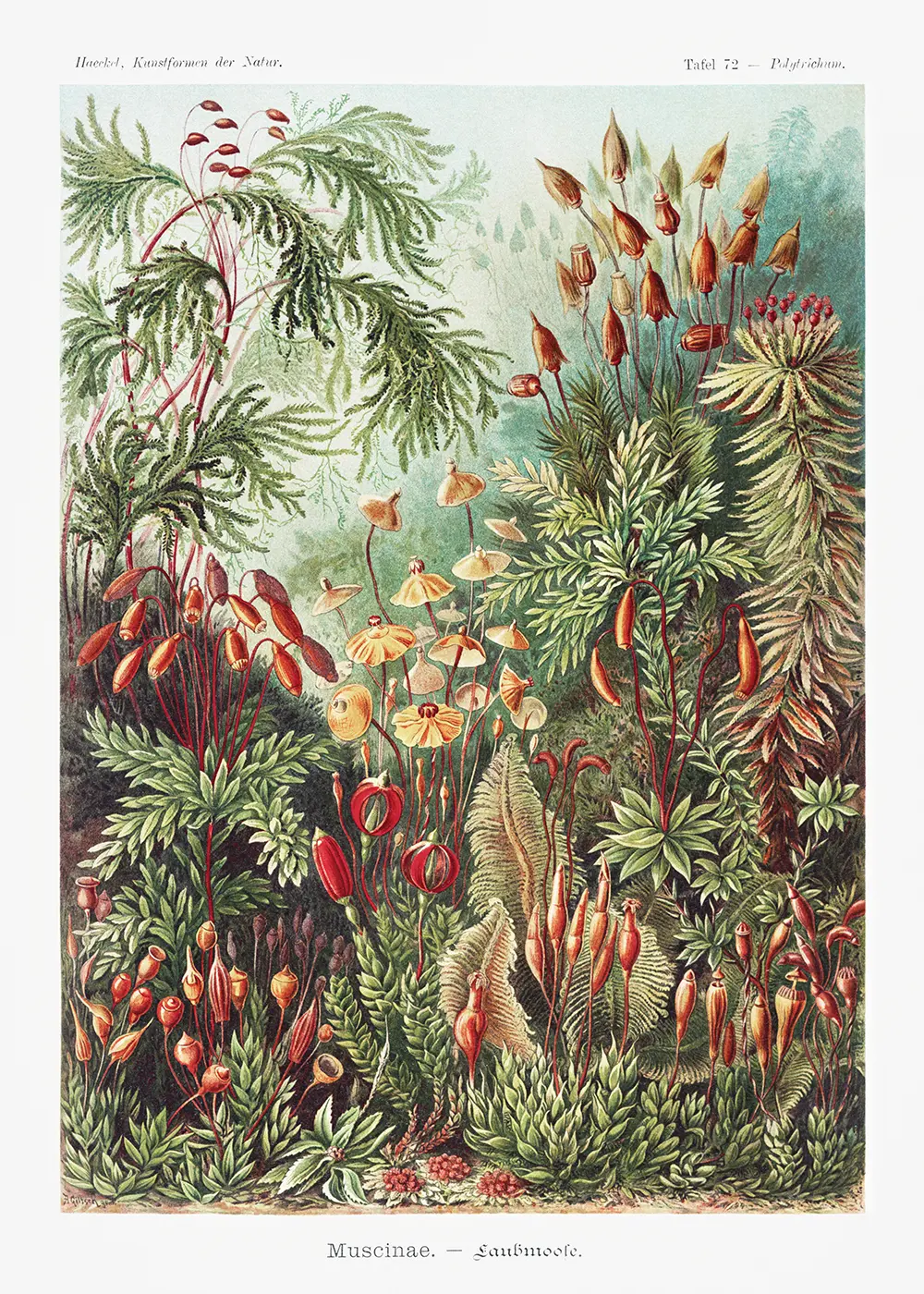 Plakat Muscinae–Laubmoose - Ernst Haeckel
