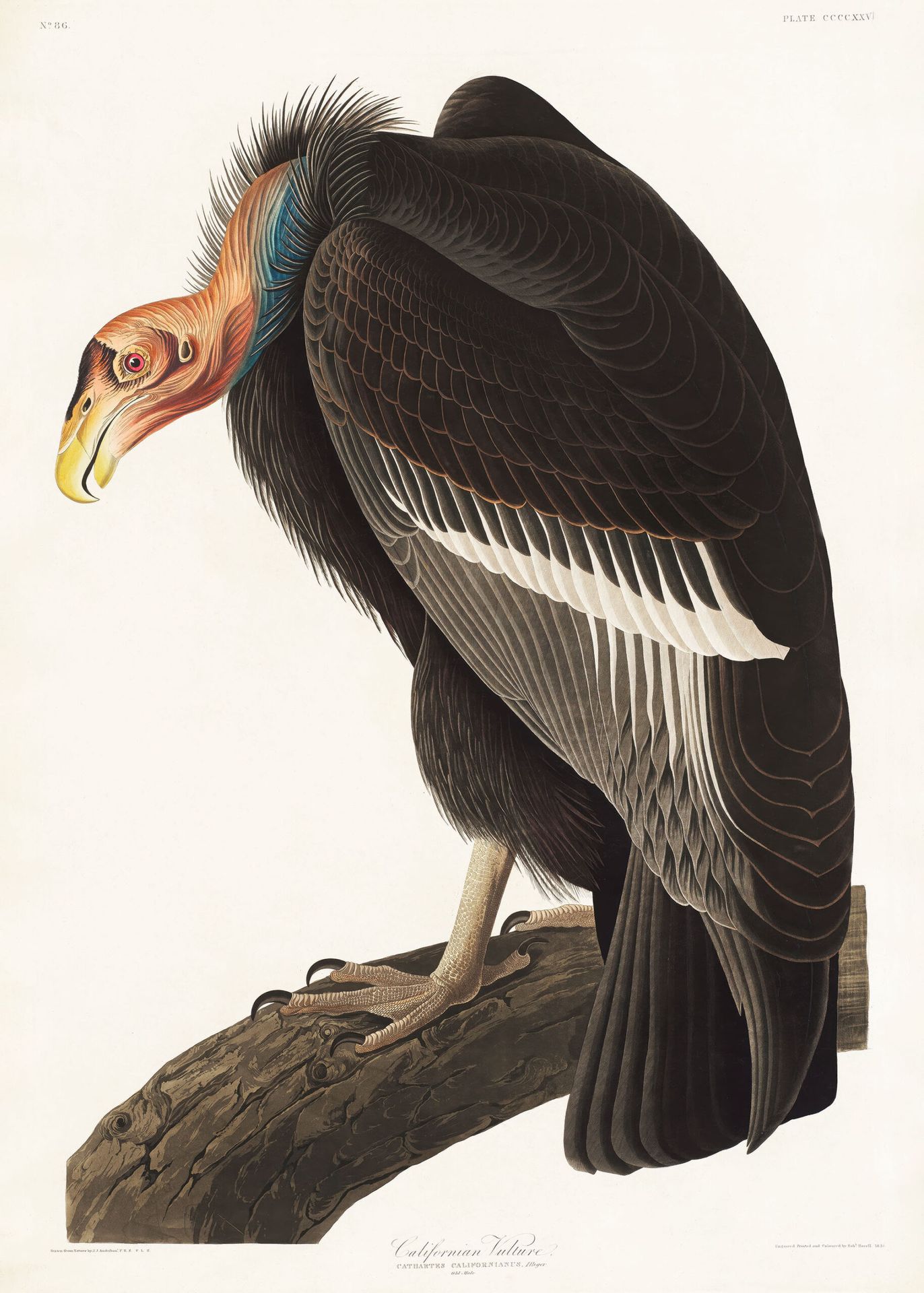 Plakat Sęp Kondor kalifornijski John James Audubon Birds of America