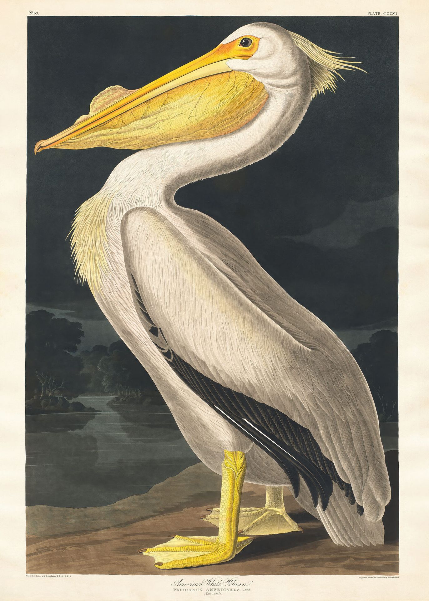 Plakat Pelikan dzioborogi American White Pelican - John James Audubon