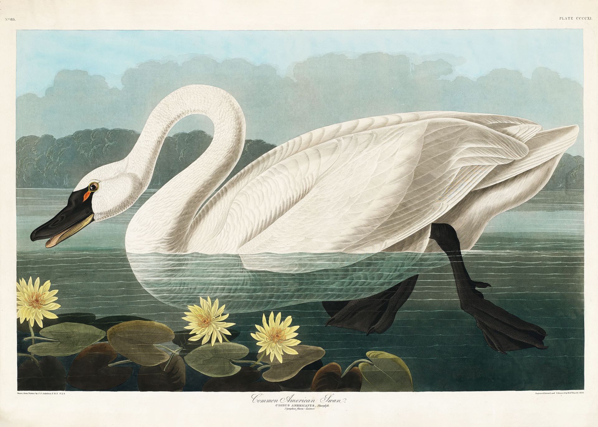 Plakat Łabędź trąbiący American Swan John James Audubon ptaki Ameryki