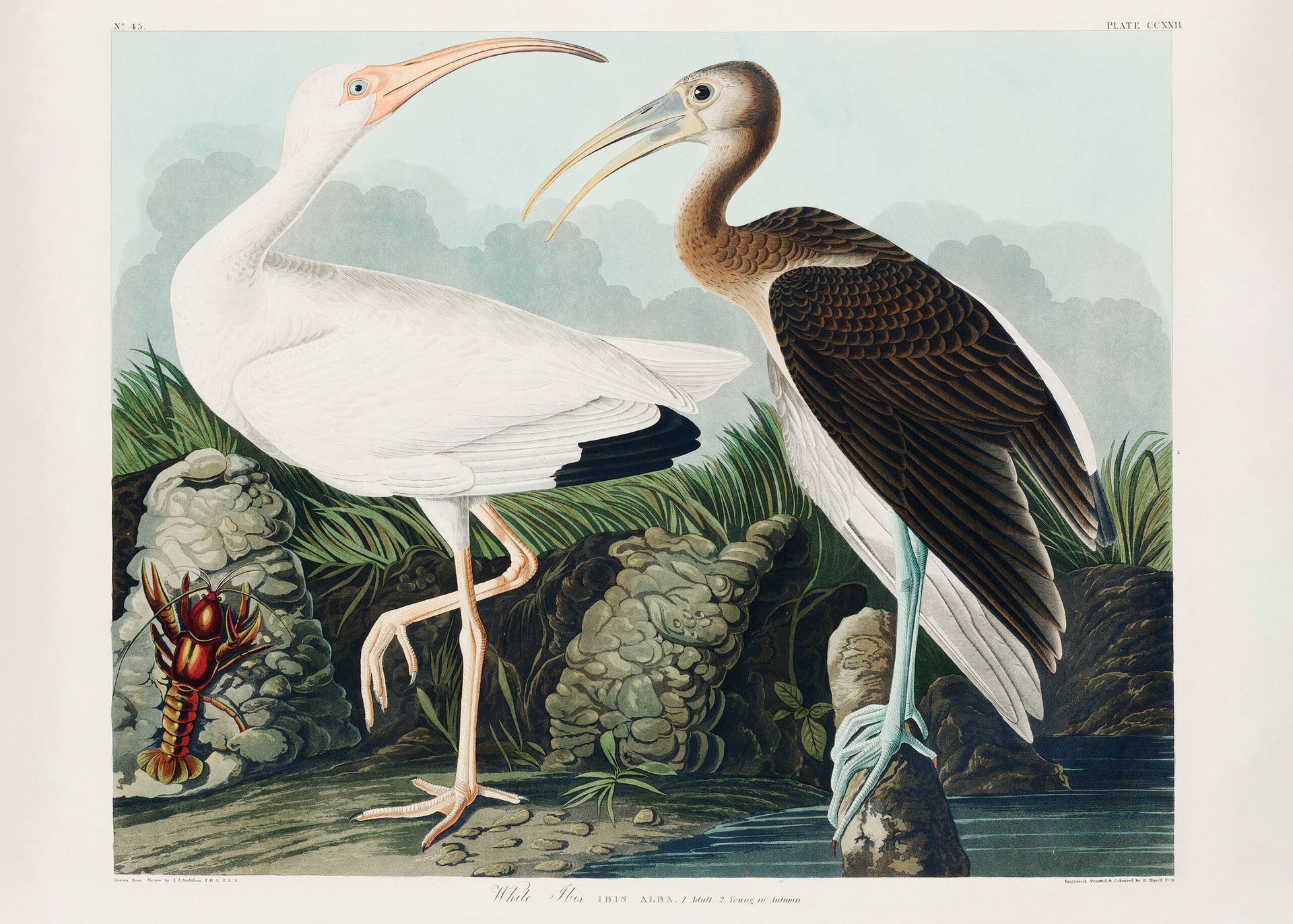 Plakat Biały Ibis Johna Jamesa Audubona z Birds of America