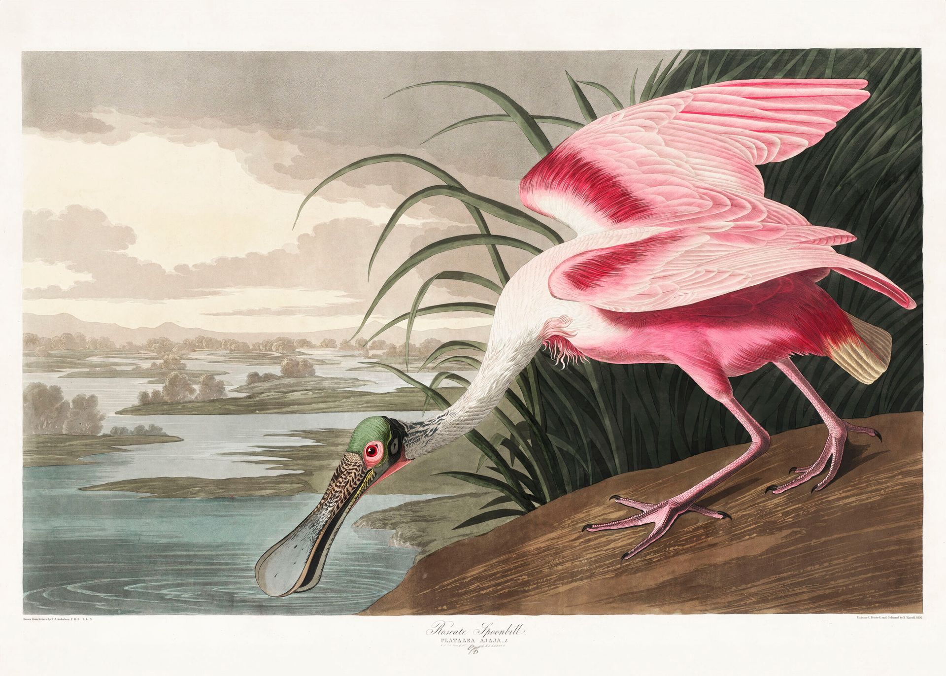 Plakat Roseate Spoonbill - Warzęcha różowa Audubon