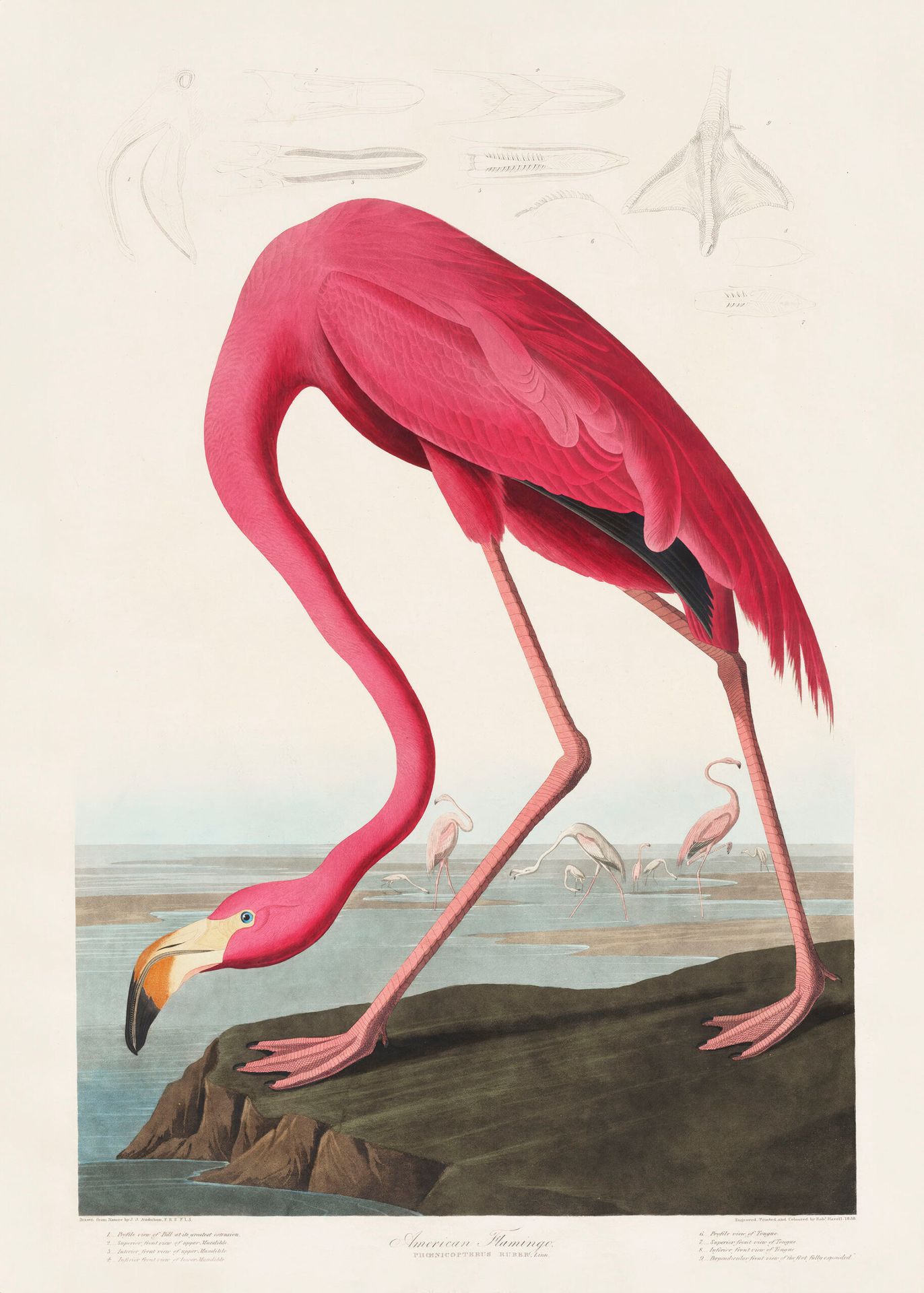Plakat Amerykański Flaming John James Audubon ornitologia