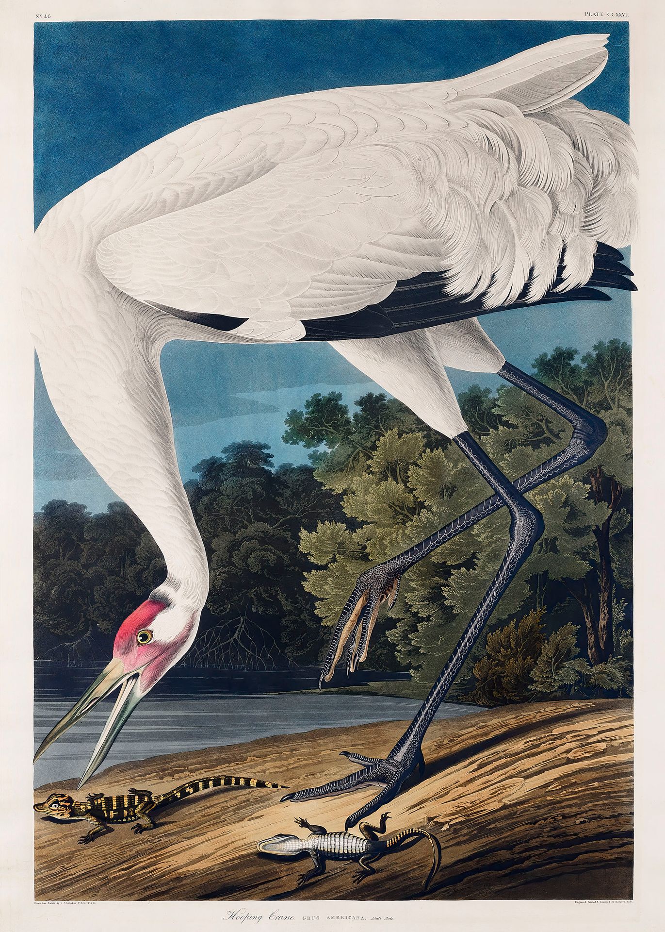 Plakat Biały Żuraw Amerykański - Audubon Birds of America