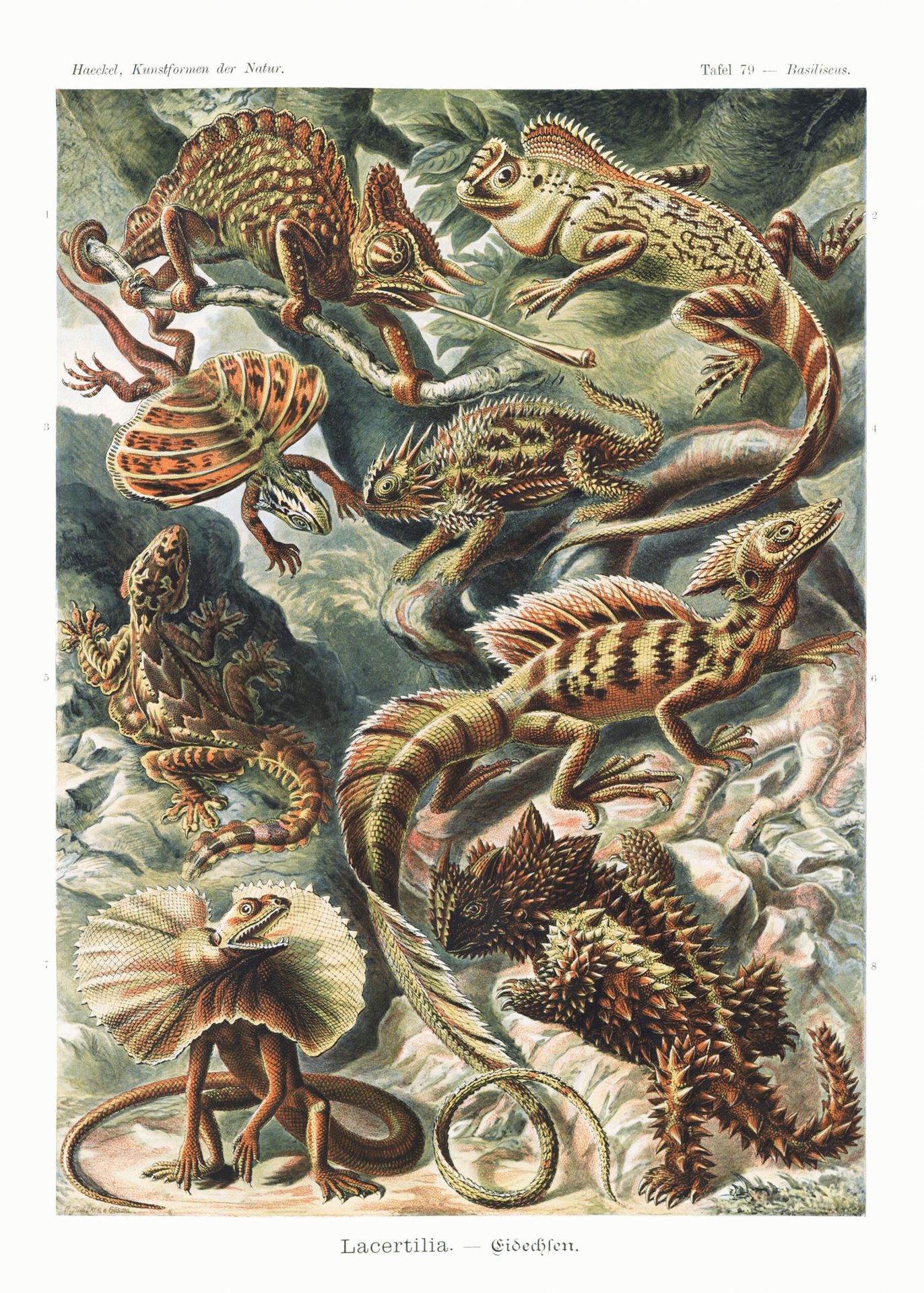 Plakat Lacertilia jaszczurki Ernst Haeckel vintage