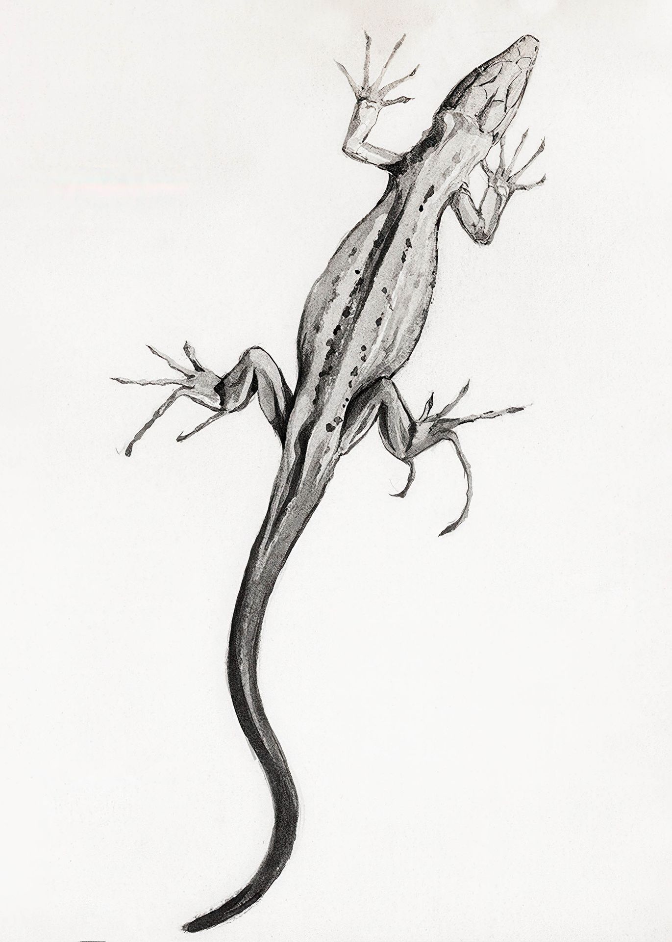 Plakat jaszczurka Julie de Graag vintage grafika sepia