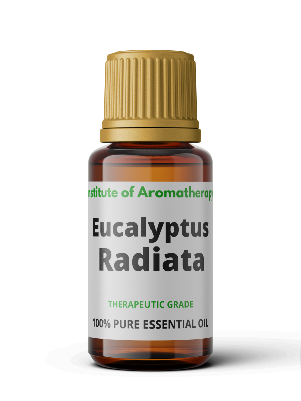Olejek eteryczny EUKALIPTUS RADIATA organiczny - grypa, astma