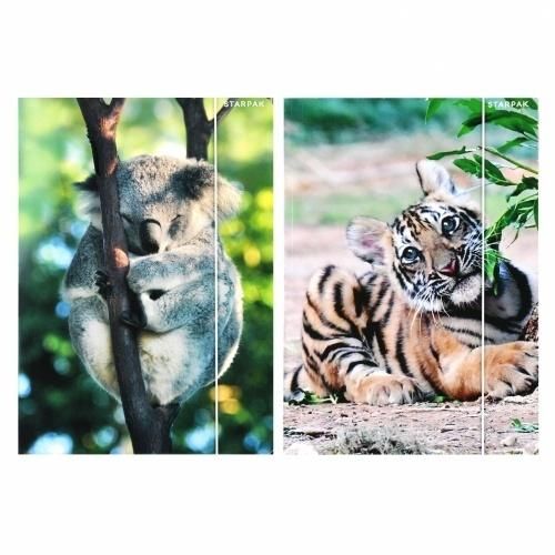 Starpak Teczka z gumką A4 Wild Animal2 559730