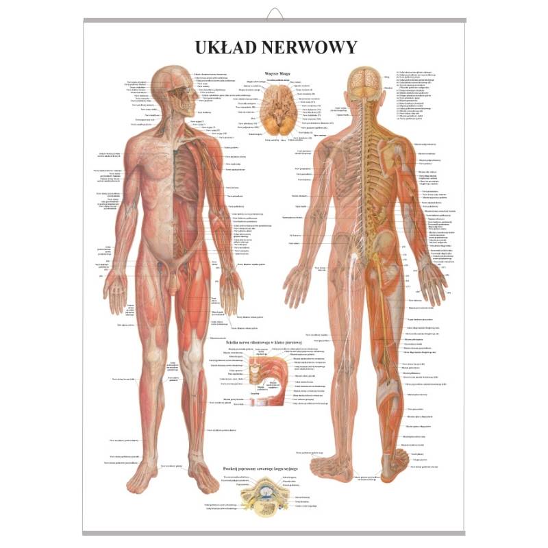 Plansza anatomiczna Układ Nerwowy z haczykiem (PL)