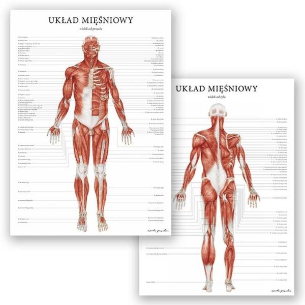 Zestaw plansz anatomicznych - Układ mięśniowy - Marta Pawelec
