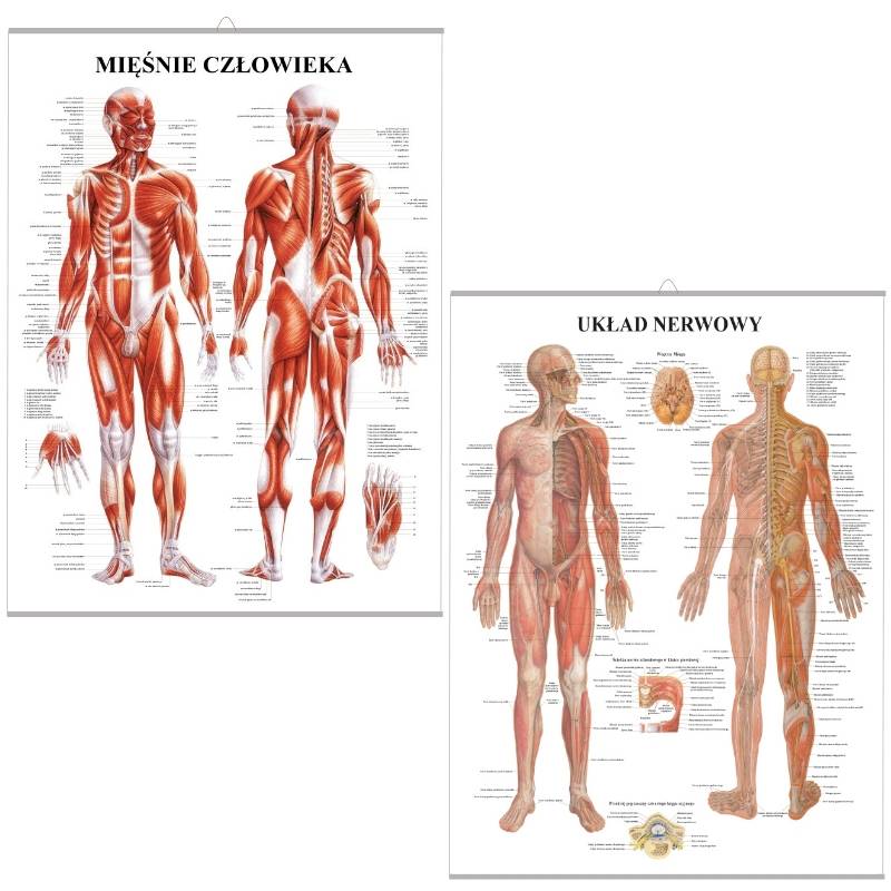 Zestaw plansz anatomicznych - Mięśnie i Nerwy (PL)