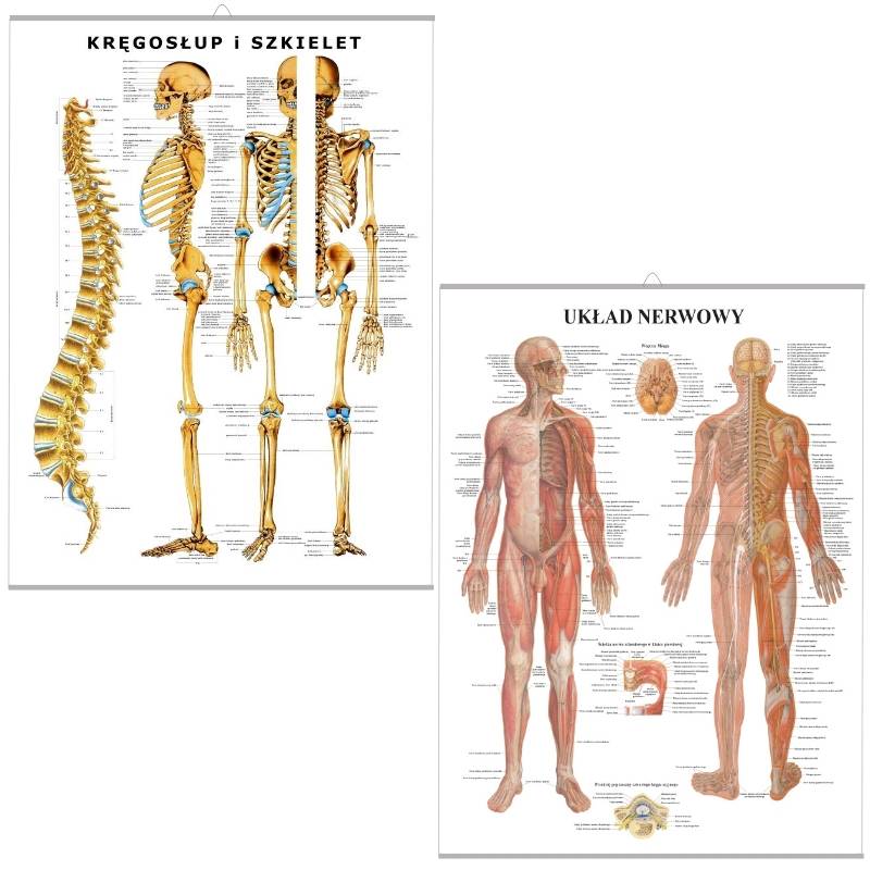 Zestaw plansz anatomicznych - Szkielet i Nerwy (PL)