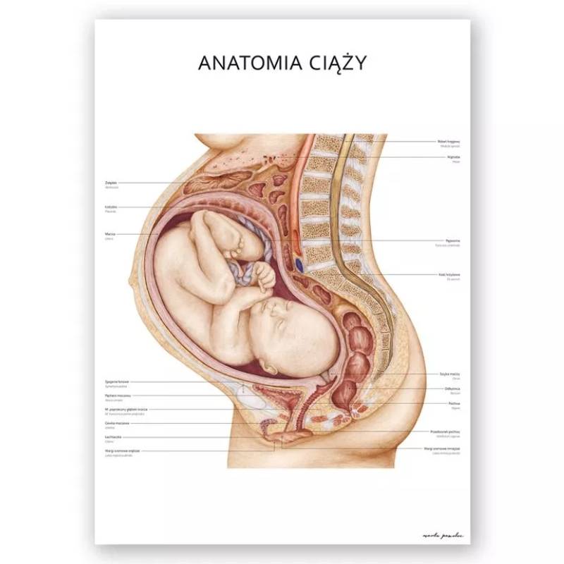 Plakat anatomiczny – Anatomia ciąży - Marta Pawelec