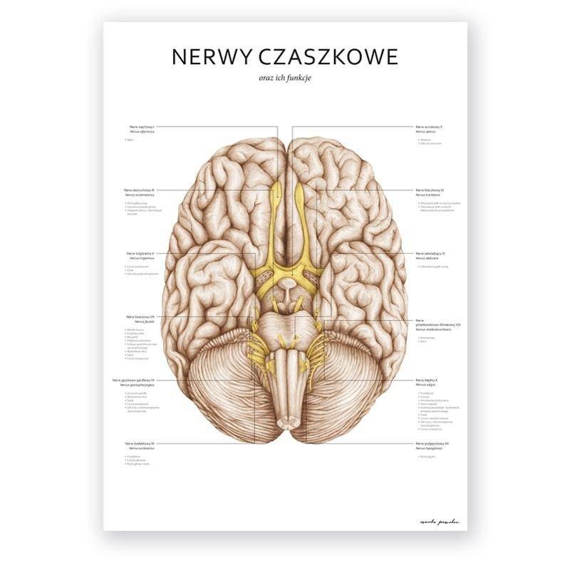 Plakat anatomiczny - Nerwy czaszkowe - Marta Pawelec