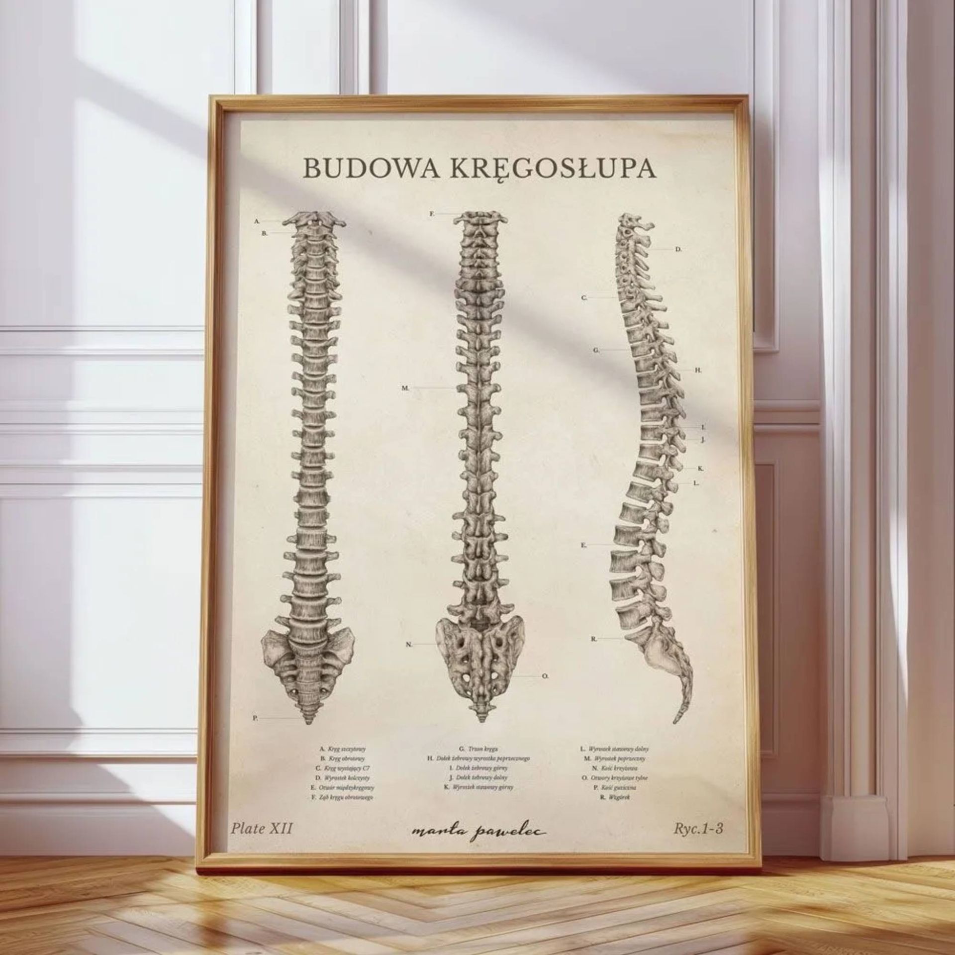 Plakat anatomiczny – Budowa Kręgosłupa Vintage - Marta Pawelec