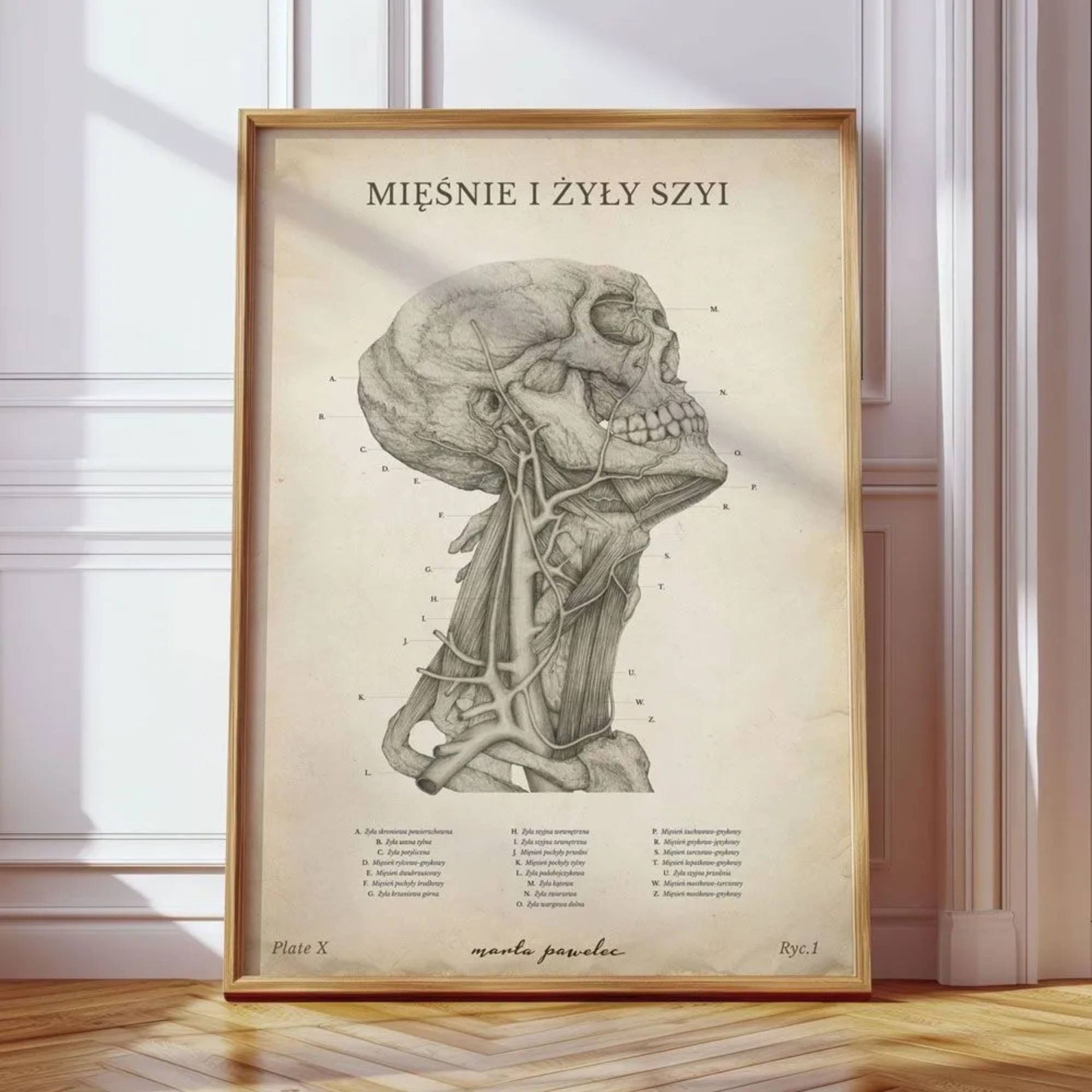 Plakat anatomiczny – Mięśnie i Żyły Szyi Vintage - Marta Pawelec