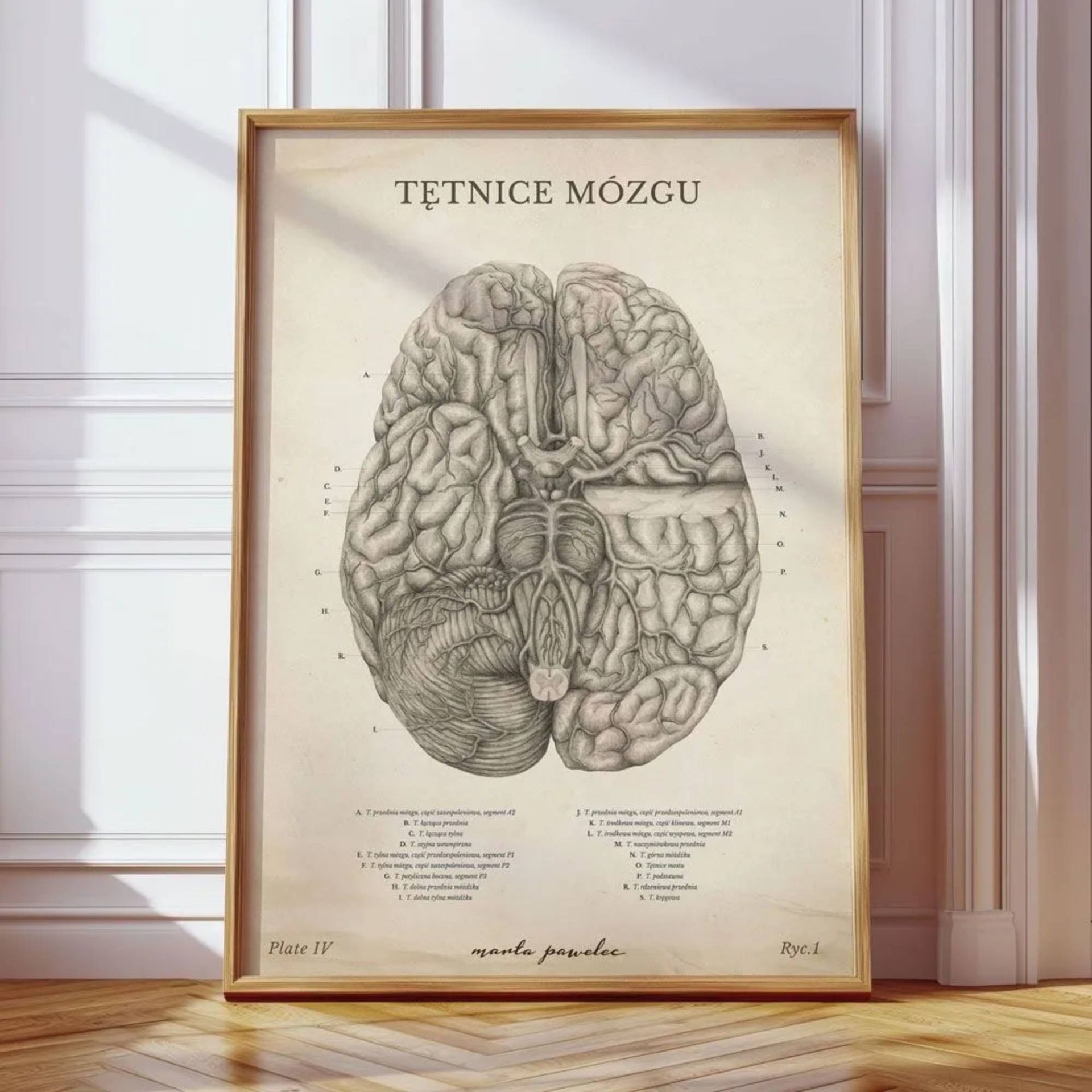 Plakat anatomiczny – Tętnice Mózgu Vintage - Marta Pawelec