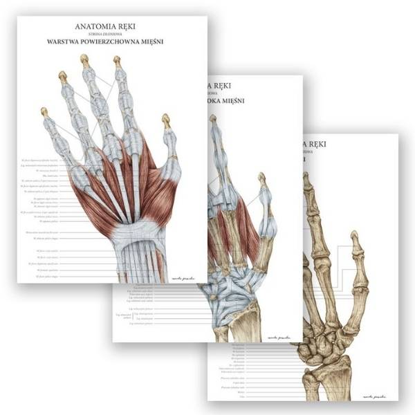 Zestaw plansz anatomicznych - Anatomia ręki - Marta Pawelec