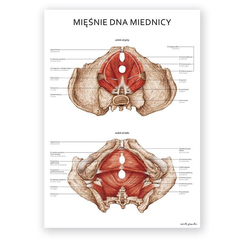 Plakat anatomiczny - Mięśnie dna miednicy kobiety - Marta Pawelec