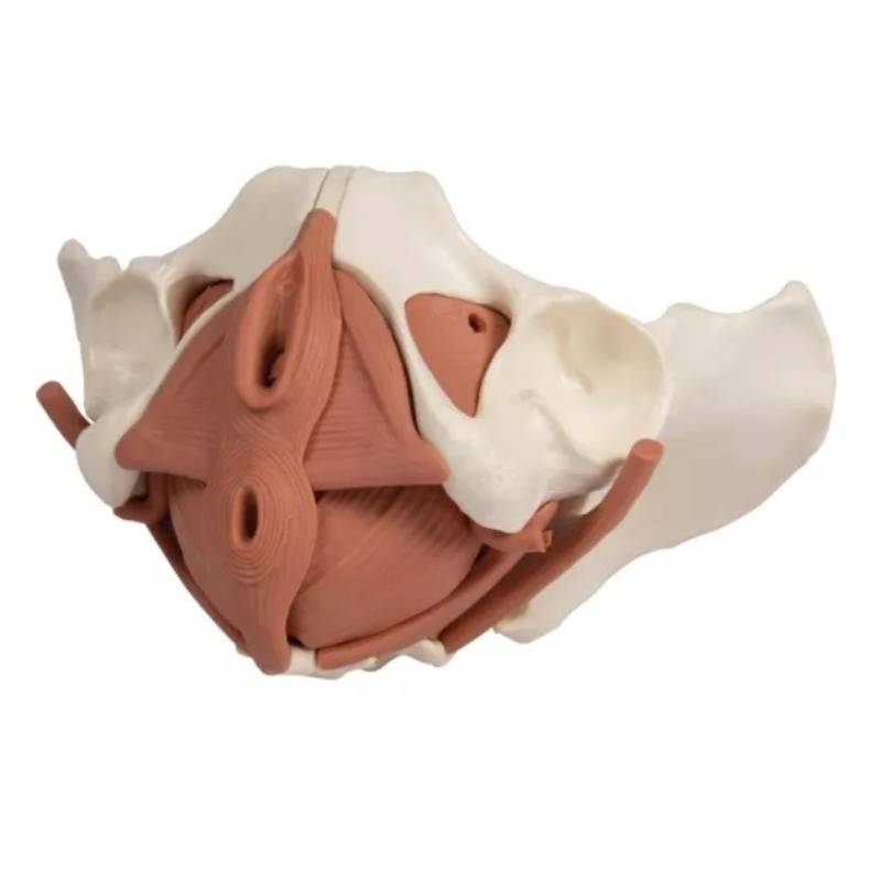 Model miednicy mięśni dna miednicy kobiety z magnesami PREMIUM, 12 części Erler Zimmer