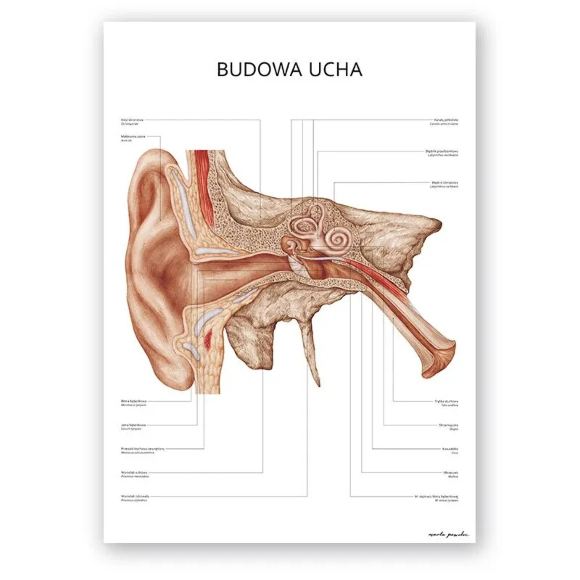 Plakat anatomiczny – Budowa ucha - Marta Pawelec
