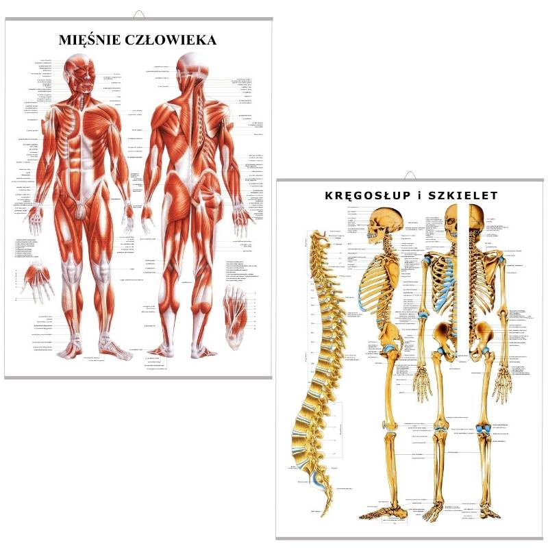 Zestaw plansz anatomicznych - Mięśnie i Szkielet (PL)