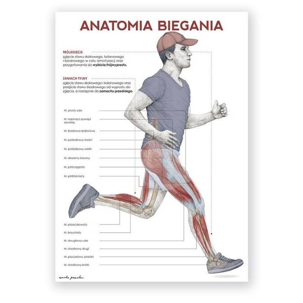Plakat anatomiczny - Anatomia biegania - Marta Pawelec