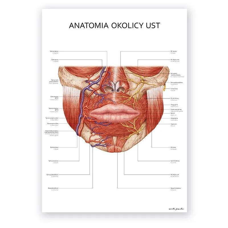 Plakat anatomiczny – Anatomia okolicy ust - Marta Pawelec