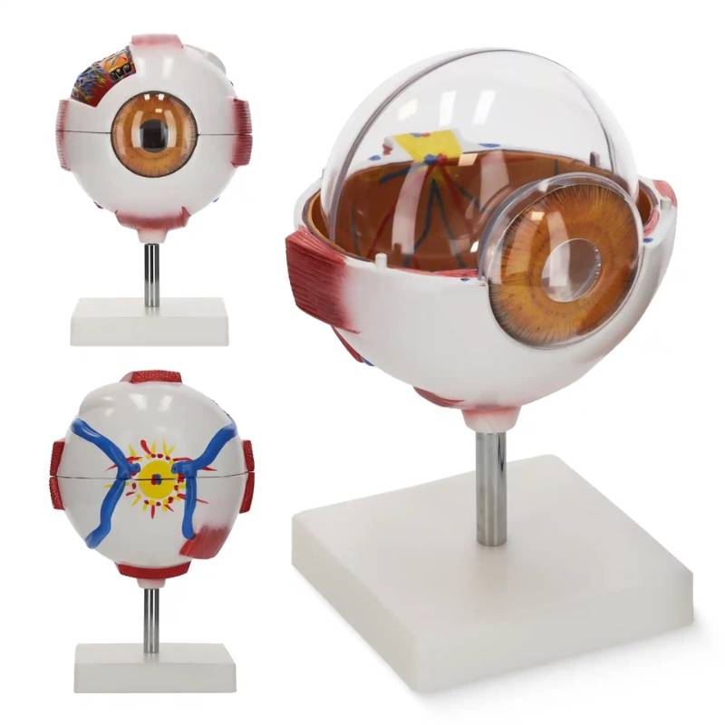 Model gałki ocznej człowieka w powiększeniu 3D 4FIZJO