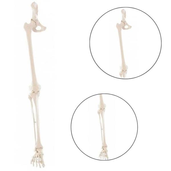 Model kończyny dolnej człowieka ze stawem biodrowym Erler Zimmer