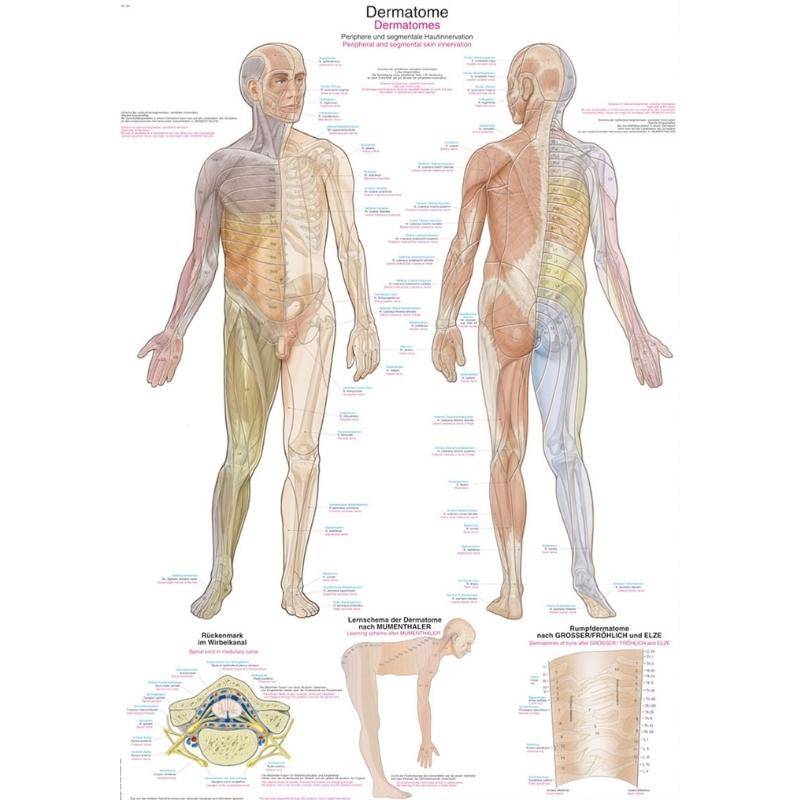Tablica anatomiczna - Dermatomy (ENG/DE) - 70x100 cm