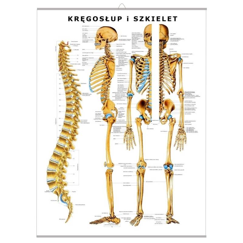 Plansza anatomiczna Kręgosłup i Szkielet z haczykiem (PL)