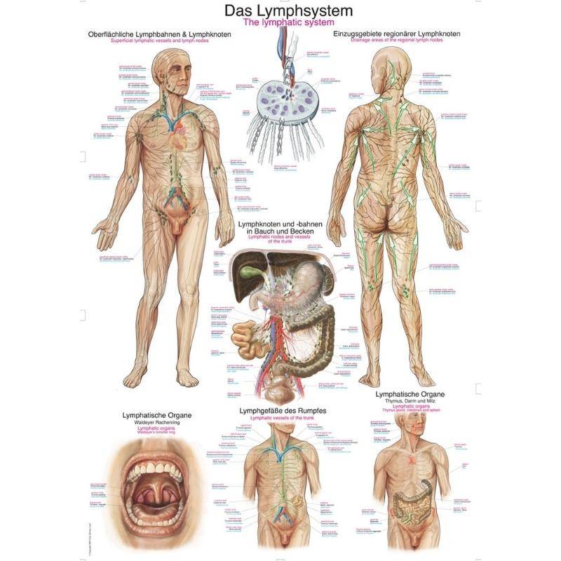Tablica anatomiczna - Układ limfatyczny (ENG/DE) - 70x100 cm