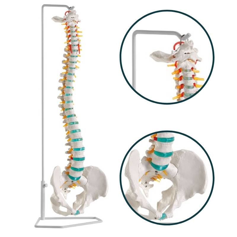 Model kręgosłupa z dyskopatią na poziomie L3/L4 na statywie Erler Zimmer