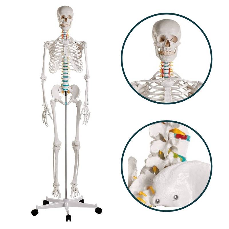 Pełnowymiarowy szkielet anatomiczny człowieka OSCAR - 178 cm Erler Zimmer