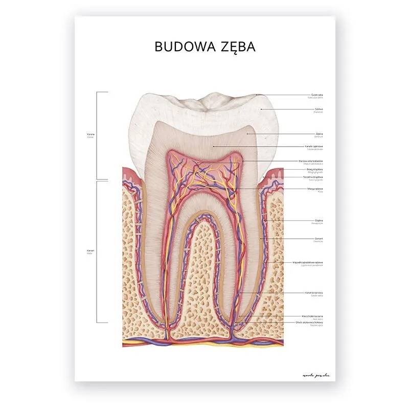 Plakat anatomiczny – Budowa Zęba - Marta Pawelec