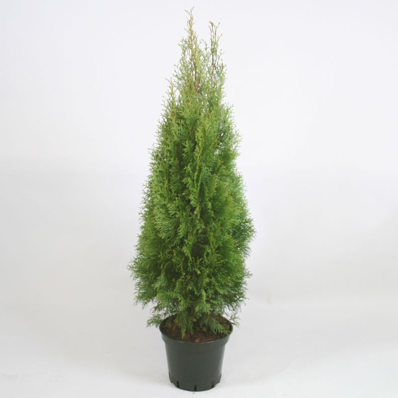 Thuja Żywotnik zachodni Szmaragd 12 l