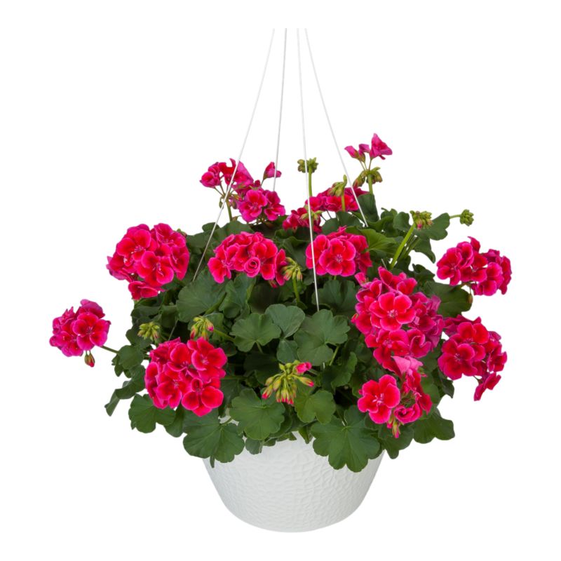 Pelargonia Calliope mix 23 cm
