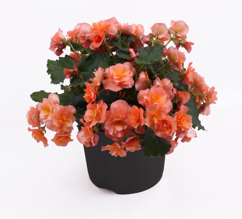 Begonia Solenia 19 cm
