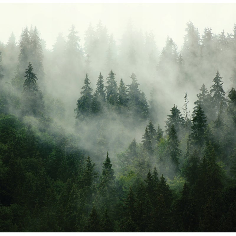 Fototapeta Las we Mgle Drzewa Natura 312x219 cm Tapeta Do Sypialni Salonu Kuchni Na Flizelinie