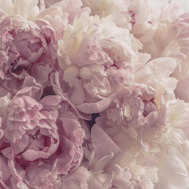 Fototapeta Kwiaty Piwonie Różowy 250x175 cm Tapeta Do Sypialni Salonu Kuchni Na Flizelinie