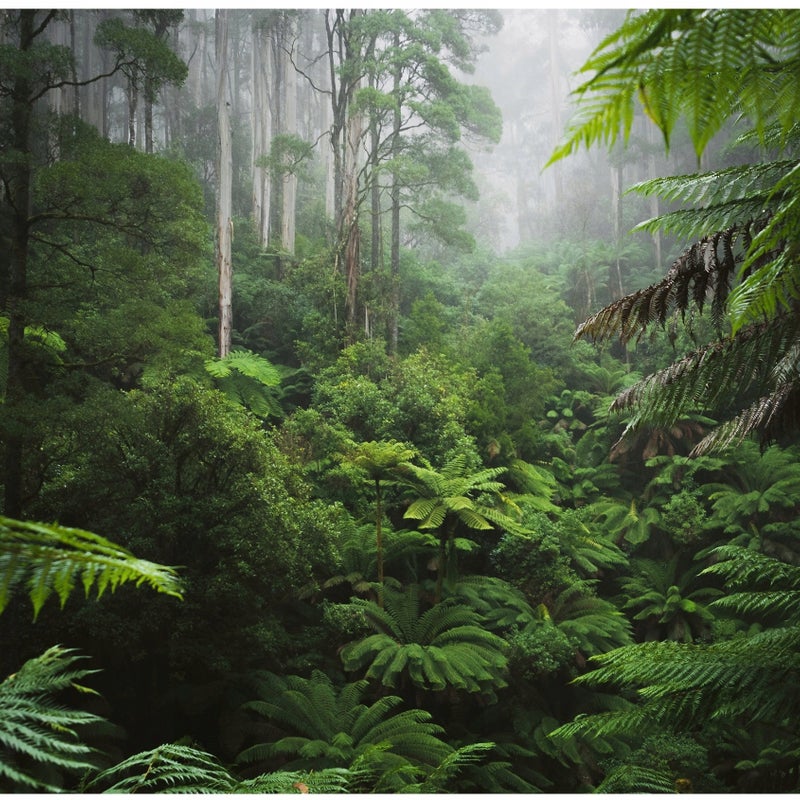 Fototapeta Dżungla Las Tropikalny Liście 150x105 cm Tapeta Do Sypialni Salonu Kuchni Na Flizelinie
