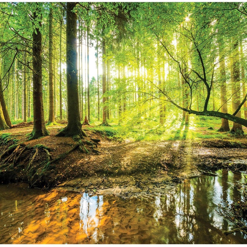 Fototapeta Las Drzewa Słońce 150x105 cm Tapeta Do Sypialni Salonu Kuchni Na Flizelinie