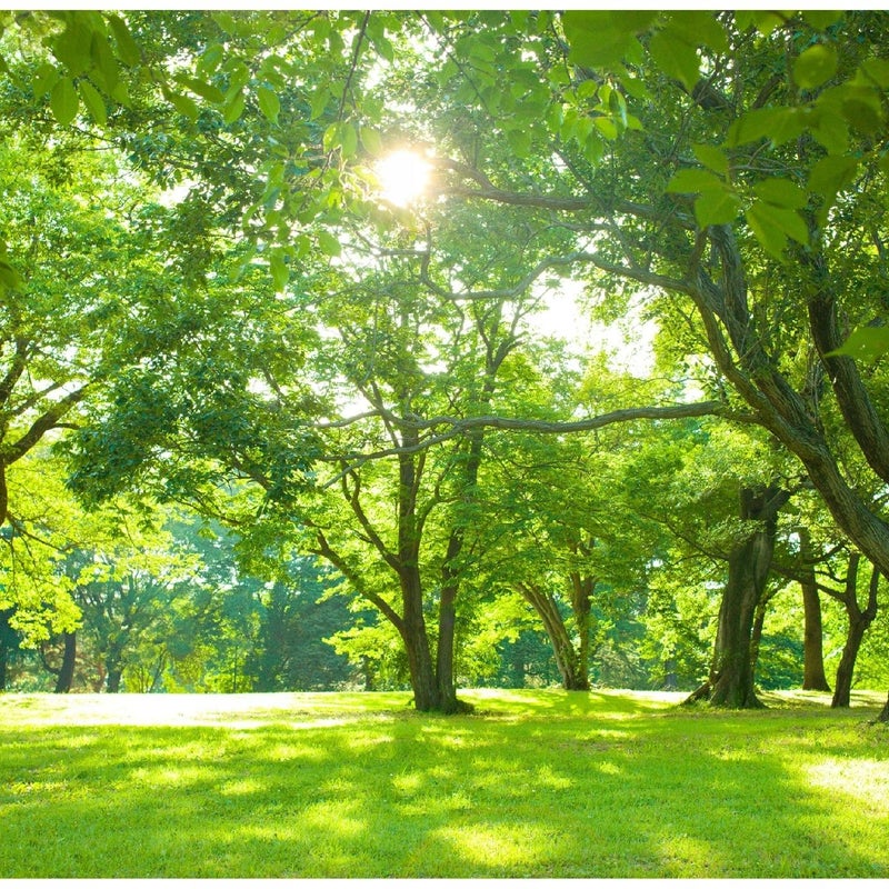 Fototapeta Las Drzewa Ogród Natura Zielony 350x250 cm Tapeta Do Sypialni Salonu Kuchni Na Flizelinie