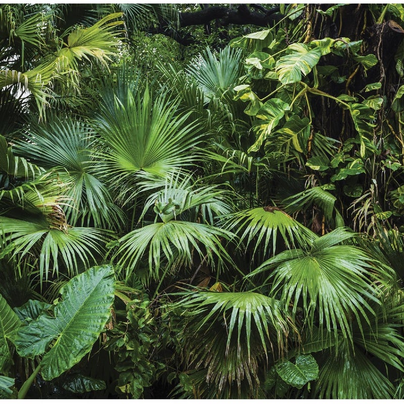 Fototapeta Dżungla Las Tropikalny Liście 150x105 cm Tapeta Do Sypialni Salonu Kuchni Na Flizelinie