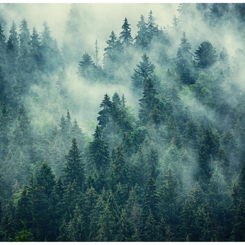 Fototapeta Las Mgła Drzewa Krajobraz Górski 250x175 cm Tapeta Do Sypialni Salonu Kuchni Na Flizelinie
