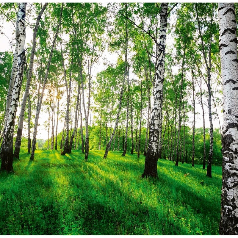 Fototapeta Las Brzozowy Brzozy Drzewa 400x280 cm Tapeta Do Sypialni Salonu Kuchni Na Flizelinie